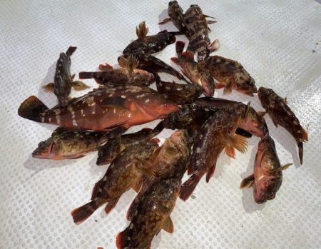 TOPGUN名古屋 釣果