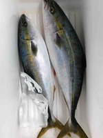 久里浜黒川本家 釣果