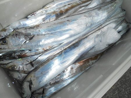 こうゆう丸 釣果