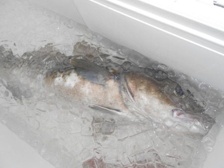 こうゆう丸 釣果