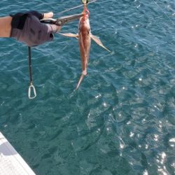 遊漁船 ニライカナイ 釣果