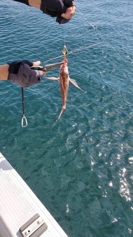 遊漁船 ニライカナイ 釣果