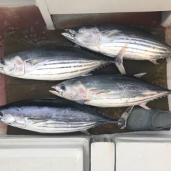 まると屋 釣果