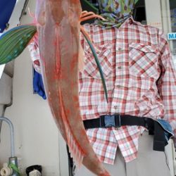 遊漁船 ニライカナイ 釣果