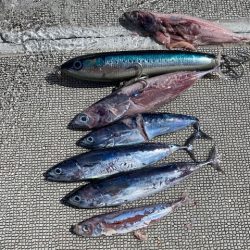 へいみつ丸 釣果