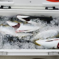 遊漁船 ニライカナイ 釣果