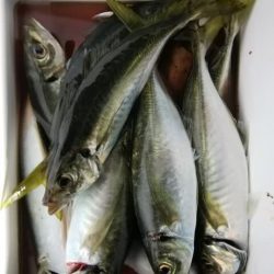 松福丸 釣果