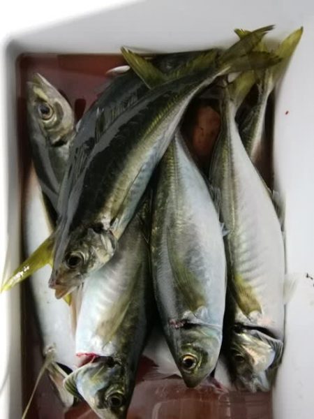 松福丸 釣果