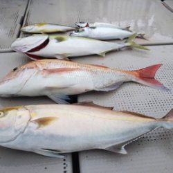 牛若丸 釣果