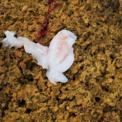 遊漁船 ニライカナイ 釣果