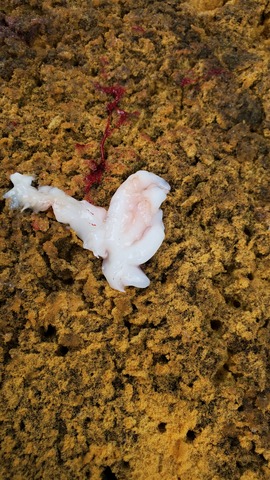 遊漁船 ニライカナイ 釣果