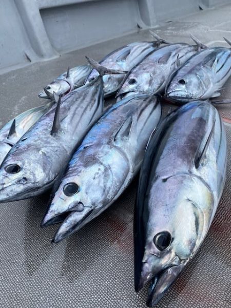 へいみつ丸 釣果