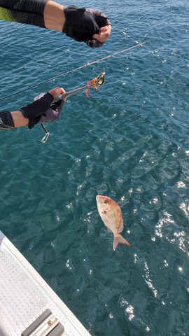 遊漁船 ニライカナイ 釣果