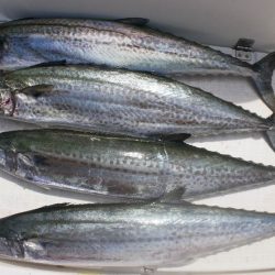 TOPGUN名古屋 釣果