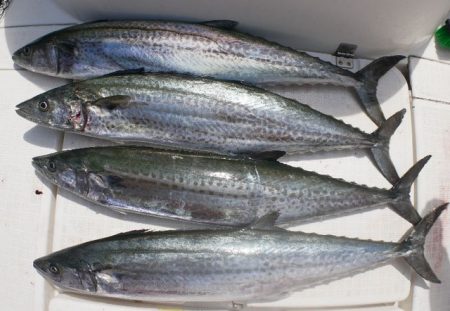 TOPGUN名古屋 釣果