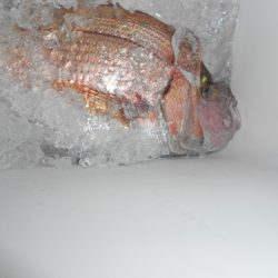 こうゆう丸 釣果