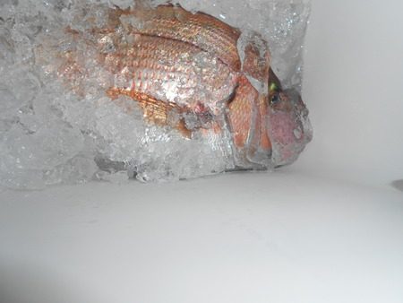 こうゆう丸 釣果