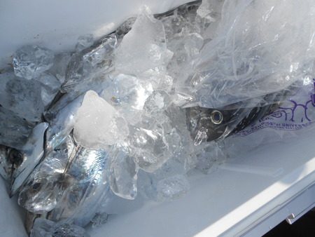 こうゆう丸 釣果