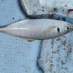 第五慶門丸 釣果