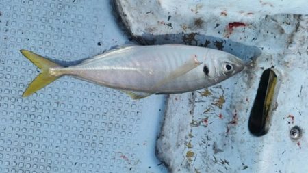 第五慶門丸 釣果