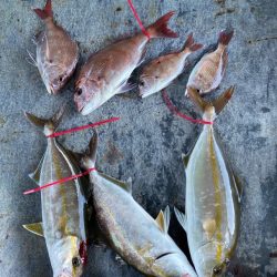 明神釣船 釣果