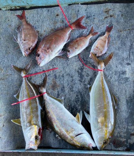 明神釣船 釣果