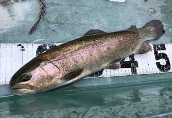 フィッシング サンクチュアリ 釣果