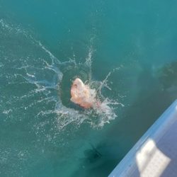 遊漁船 ニライカナイ 釣果