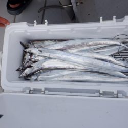 遊漁船 遊友 釣果