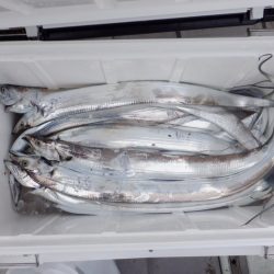 遊漁船 遊友 釣果