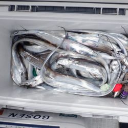 遊漁船 遊友 釣果