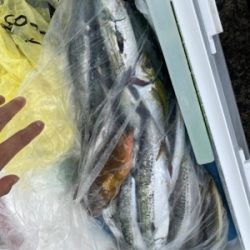 シーモンキー 釣果