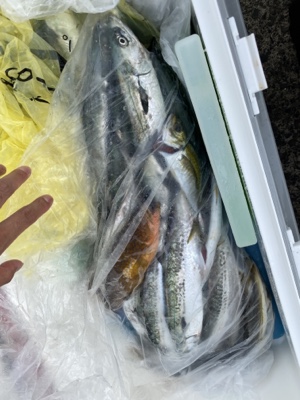 シーモンキー 釣果