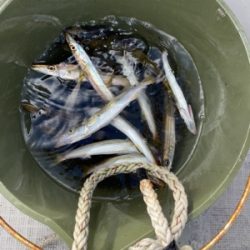 シーモンキー 釣果