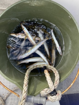 シーモンキー 釣果