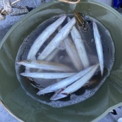 シーモンキー 釣果