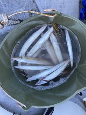 シーモンキー 釣果