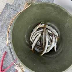 シーモンキー 釣果