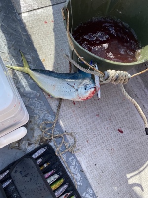 シーモンキー 釣果