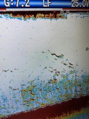 シーモンキー 釣果