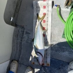 シーモンキー 釣果