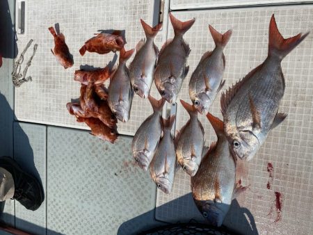 リトルワン 釣果