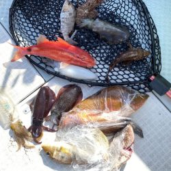 リトルワン 釣果