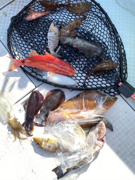 リトルワン 釣果