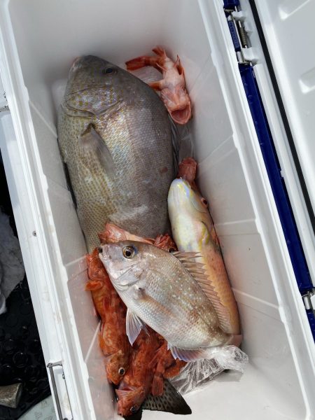 リトルワン 釣果