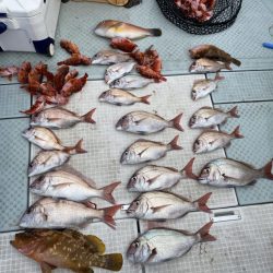 リトルワン 釣果