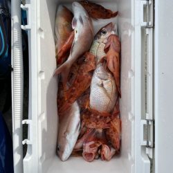 リトルワン 釣果