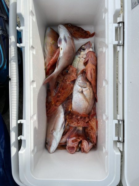 リトルワン 釣果