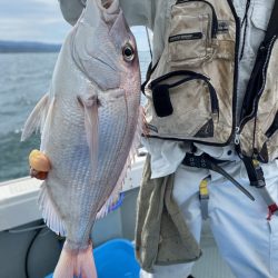 リトルワン 釣果