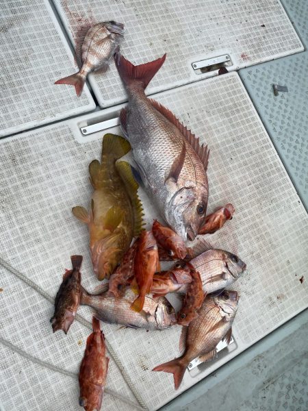 リトルワン 釣果